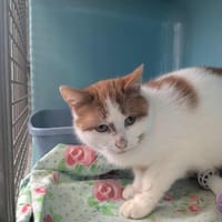 ELOWYN, chatte à adopter