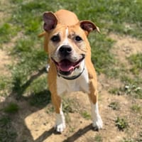 Taina CAA12204, chienne à adopter