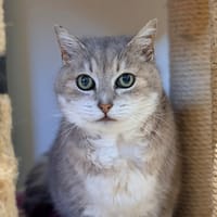 PRINCESSE, chatte à adopter