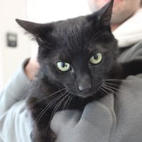 Pepper, chat à adopter