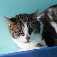 Gourgandine, chatte à adopter