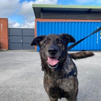 FUEGO, chien à adopter