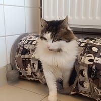 BADI, chat à adopter