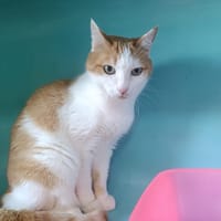 Looping, chat à adopter