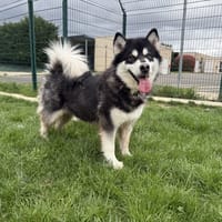 WANDA, chienne à adopter