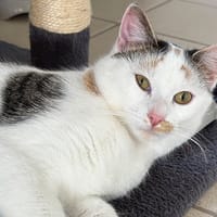 azzaro, chat à adopter