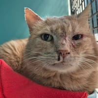 CAPPUCINO QCT, chat à adopter