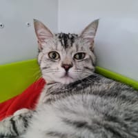 CHARLOTTE (Promise), chatte à adopter