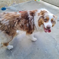 VAI, chien à adopter