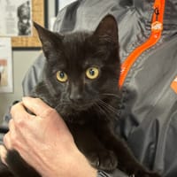 VICO, chat à adopter