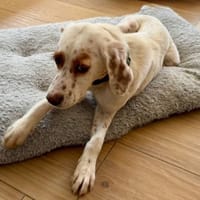 AUGUSTE, chien à adopter