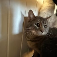 SWEETY, chatte à adopter