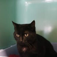 MACADAMIA HAB17551, chatte à adopter