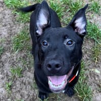 LERO HAA24733, chien à adopter