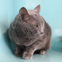 Perle, chatte à adopter