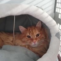 Pumpkin, chat à adopter