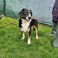 ROCKY, chien à adopter