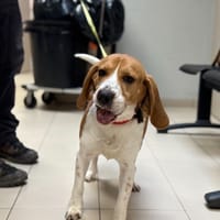 OLAF, chien à adopter