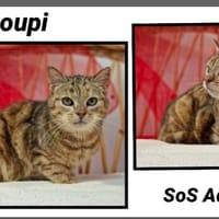 CHOUPI, chatte à adopter