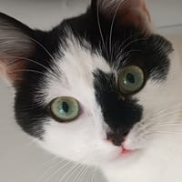 STRACCIATELLA, chatte à adopter
