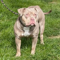 CHUCKY, chien à adopter