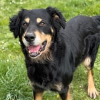 Oliver CAA14982, chien à adopter