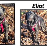 Eliot (Réservé), chien à adopter