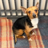 Chuck CAA14978, chien à adopter