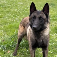 Banzaï CAA14980, chien à adopter