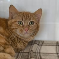 CHARLOTTE, chatte à adopter
