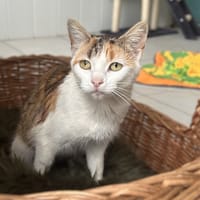Sépale, chatte à adopter
