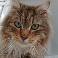 Pim's, chat à adopter