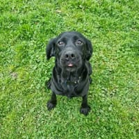 UTAH, chienne à adopter