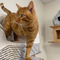 ZADIG, chat à adopter