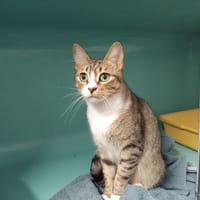 PAB28637 Ford, chat à adopter