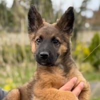 Akila CAA14981, chien à adopter