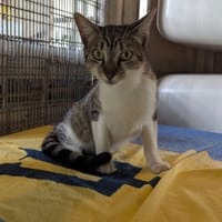 NEMO, chat à adopter