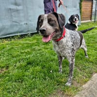 RUBY, chienne à adopter