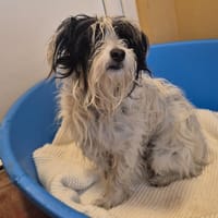 MICKEY, chien à adopter