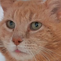 ASLAN, chat à adopter