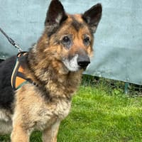 RAYSON, chien à adopter