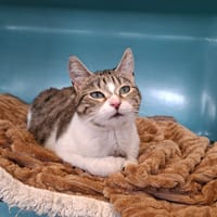 BAHYA, chatte à adopter