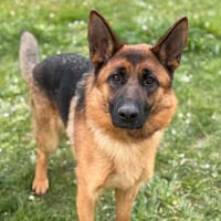 Louna CAA14976, chienne à adopter