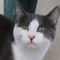 ARCO, chat à adopter