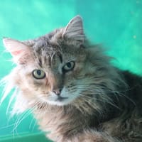 CHATTERBOX HAB17535, chat à adopter