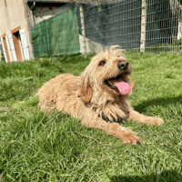RONALD, chien à adopter
