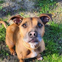 ALDO, chien à adopter