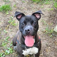 LENTILLE, chienne à adopter