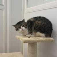TIGROU, chat à adopter