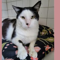 SERGIO HAB17499, chat à adopter